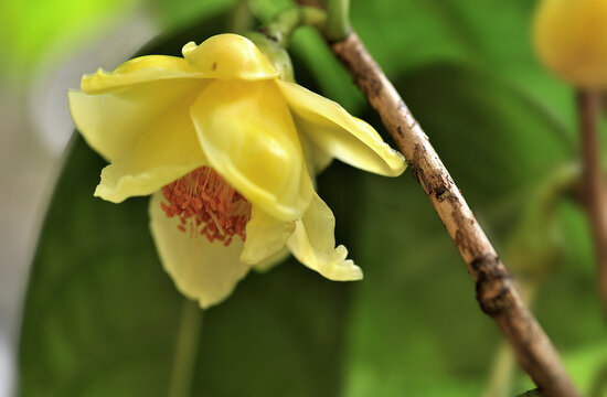 山茶花金茶花