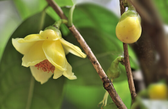 山茶花金茶花