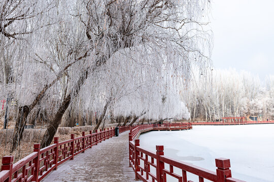 冬季公园湖岸树林雾凇雪景