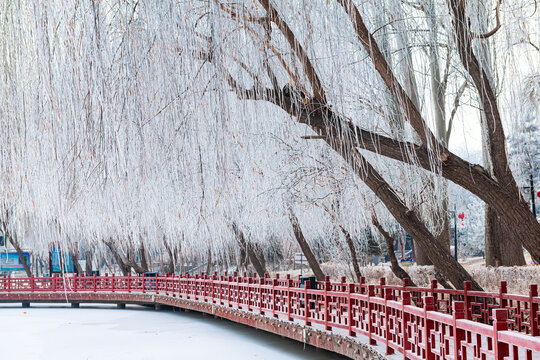 冬季公园湖岸树林雾凇雪景