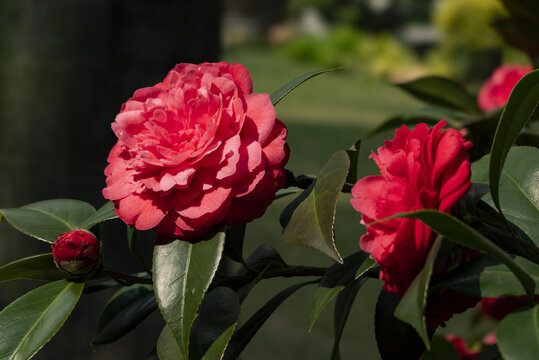 山茶花特写