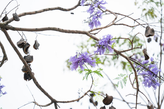 蓝花楹