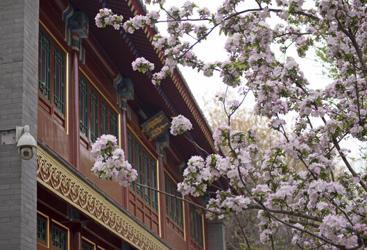 古建筑里的海棠花盛开