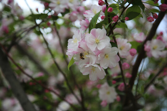 春天里绽放的海棠花