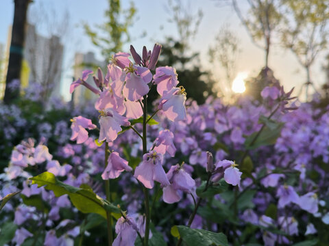 二月兰花海