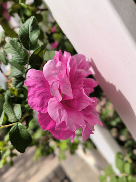 玫瑰粉色花朵
