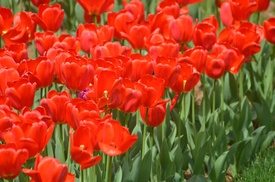 一片郁金香花