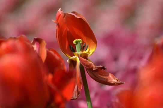 郁金香花