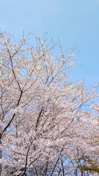 春天浪漫樱花户外风景图