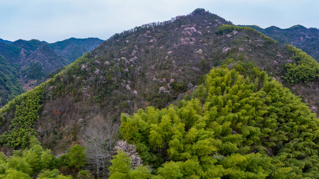 浦江山林野樱花翠竹风光