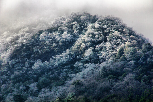 黄山雪松