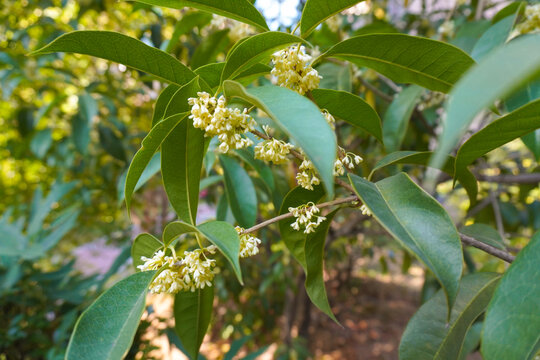 桂花