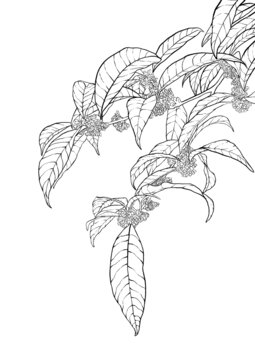 桂花白描线稿