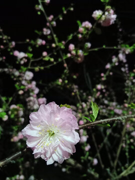 花朵