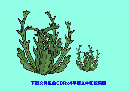 海藻群菜植物小草海带