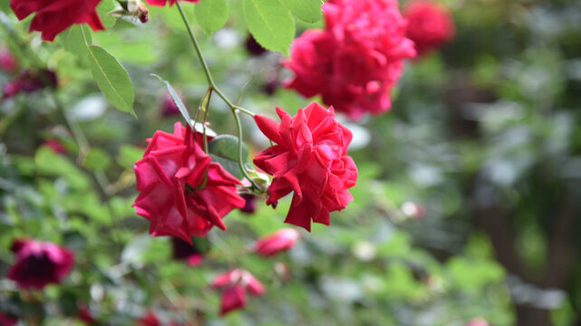 红色蔷薇月季