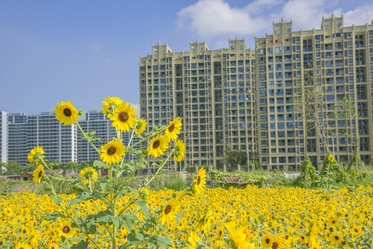 高档住宅花园小区