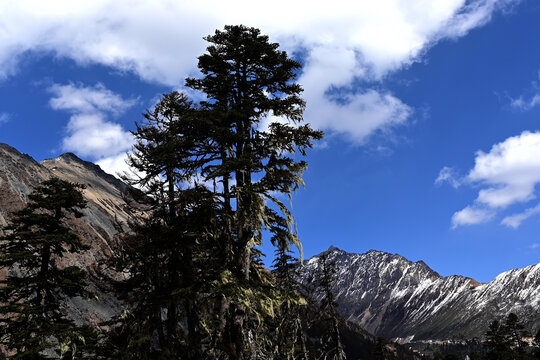 高原雪山