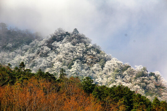 黄山雪松