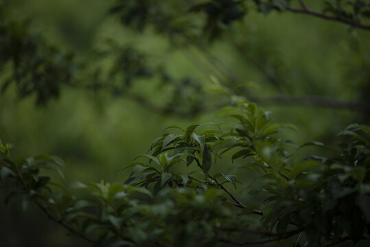 绿色的李子树