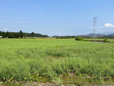 广阔新农村田园景象特写