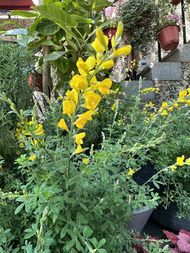 内庭院植物鲜花盛开特写