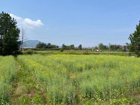 田园油菜花景象特写