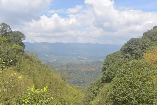 雅安蒙顶山森林植被自然风光