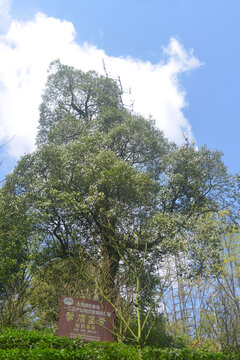 蒙顶山蒙顶皇茶基地植园