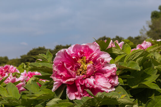 花中之王牡丹花盛开雍容华贵