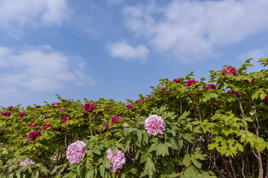 花中之王牡丹花盛开雍容华贵