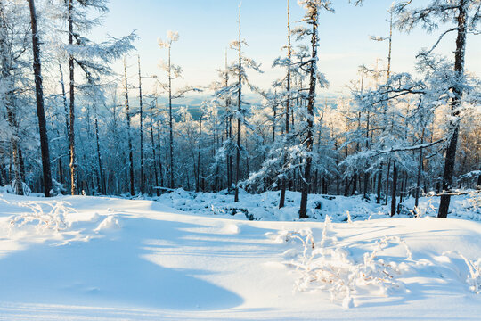 冬季雪原森林雾凇