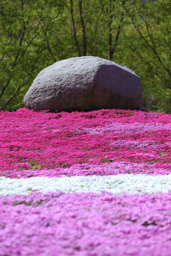 芝樱花