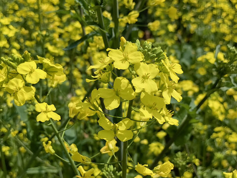 油菜花