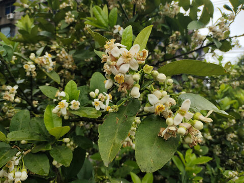 橘子花