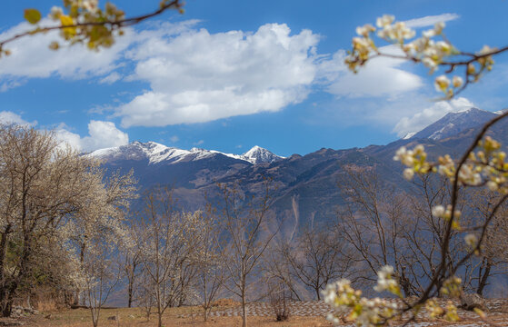 雪山下的桃花