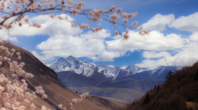 雪山与桃花