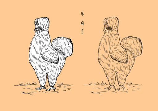 烏雞