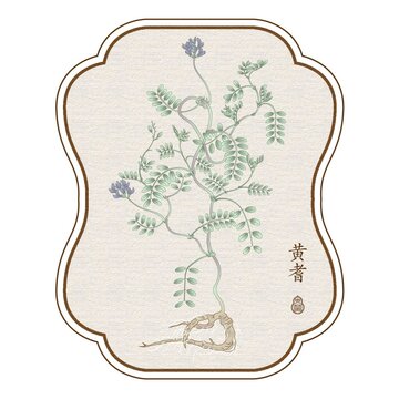黃耆手繪圖