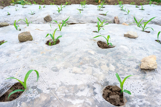 玉蜀黍苗生长发育