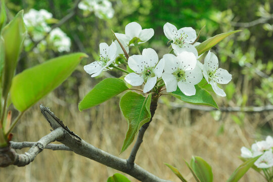 果园里白色的梨花