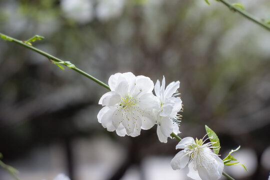 樱花