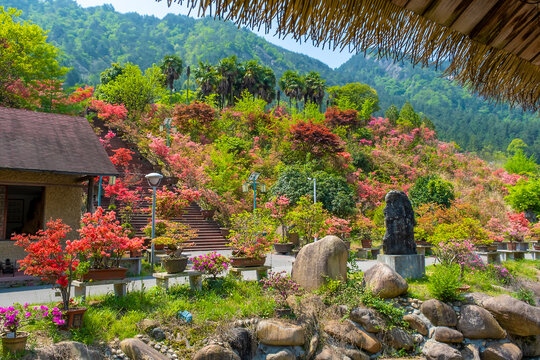 满山开满映山红