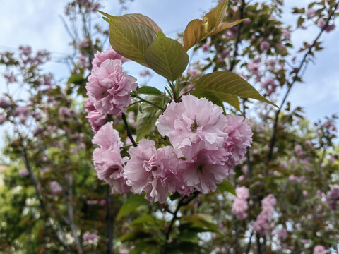 粉色桃花