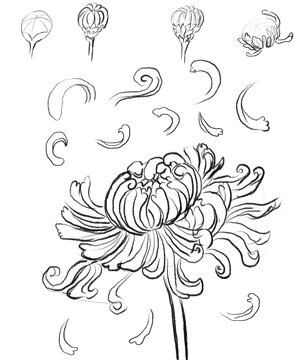 手绘菊花和花瓣