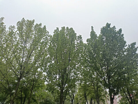 雨中绿叶