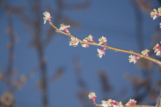 苹果花