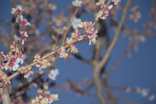 苹果花