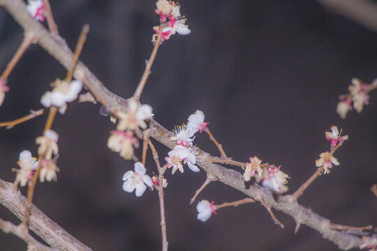 苹果花