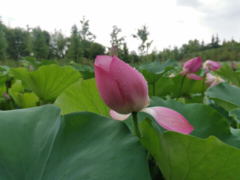 雨后荷花